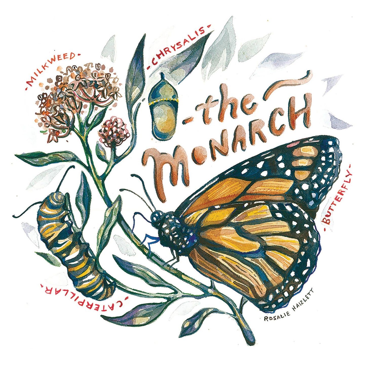 Monarch Butterfly Lifecycle Watercolor Art Print