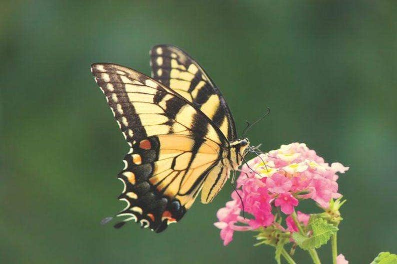 Eastern Tiger Swallowtail Wing Necklace