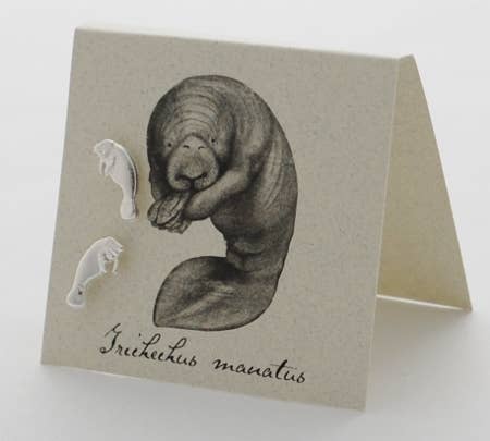 Semaki & Bird - Manatee Post Earrings - silver Natural History