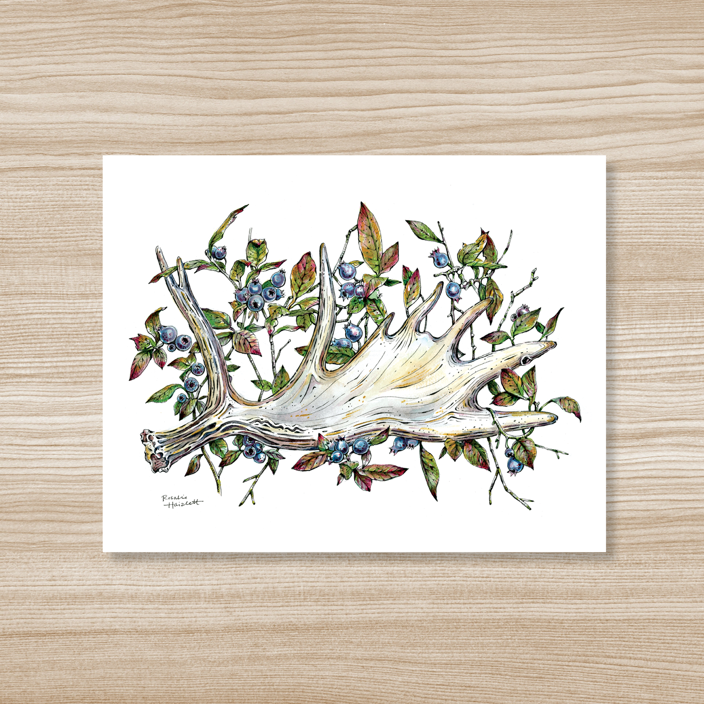 Moose Antler Watercolor Art Print