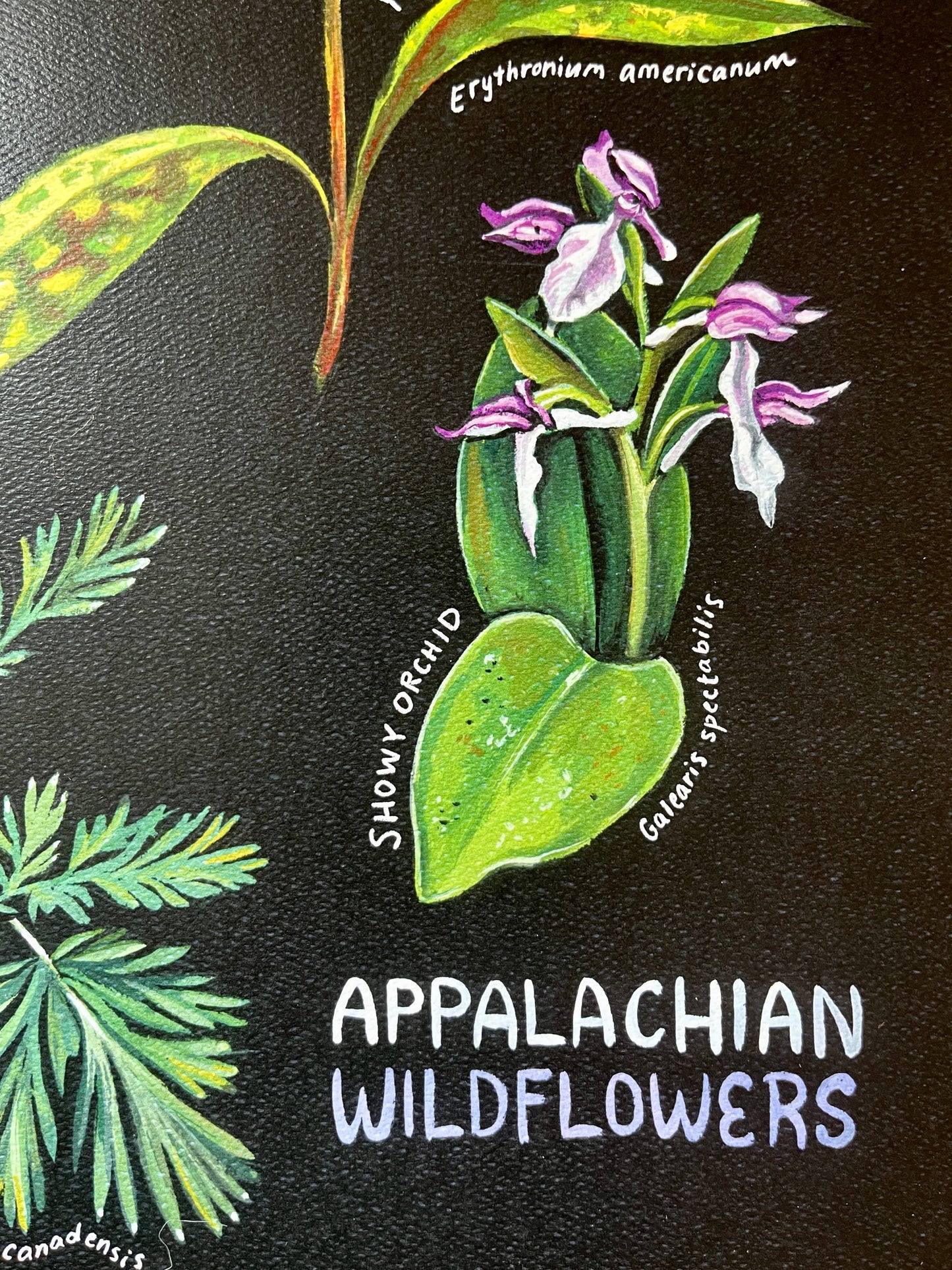 Appalachian Wildflowers Art Print