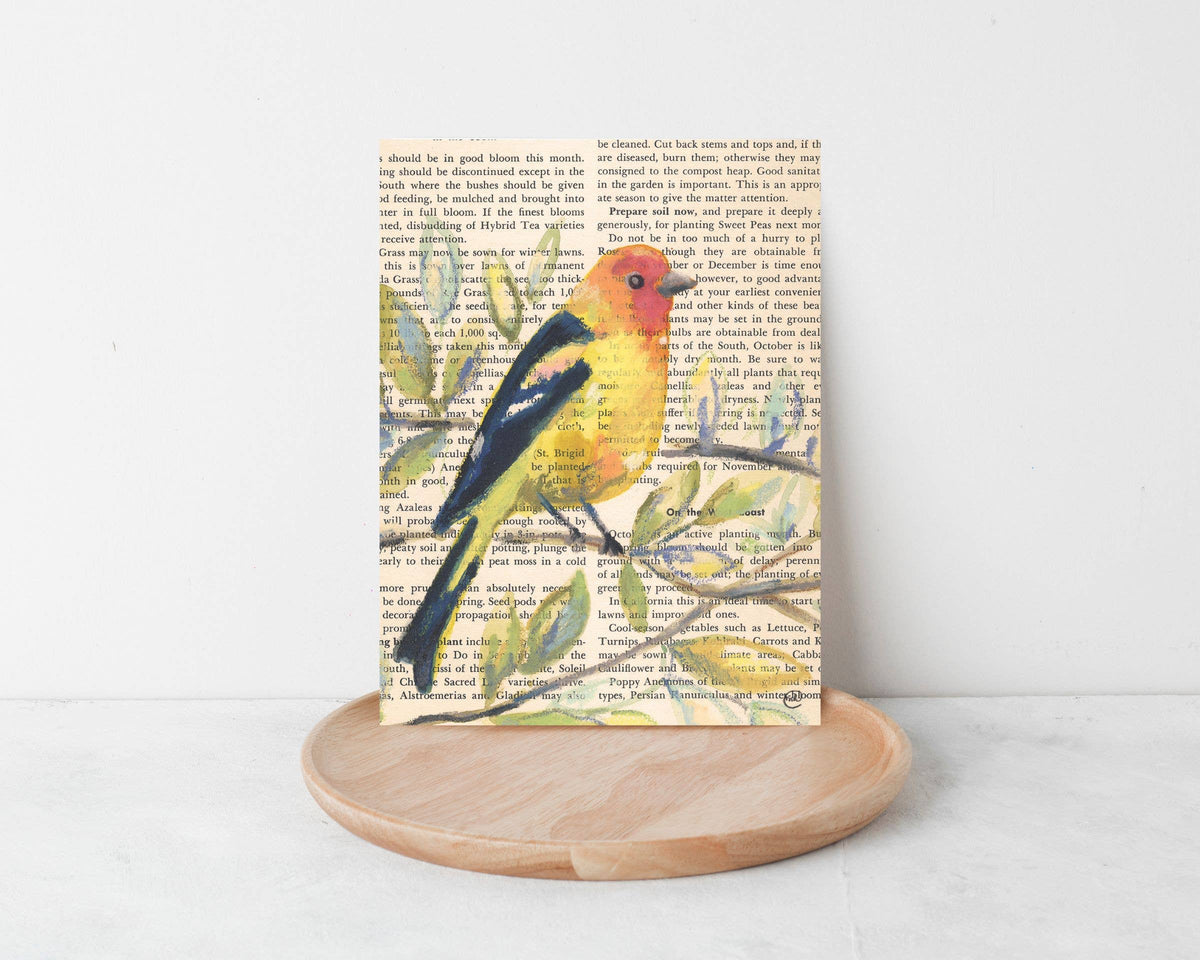 Wild Bird Cards Boxed Set of 9