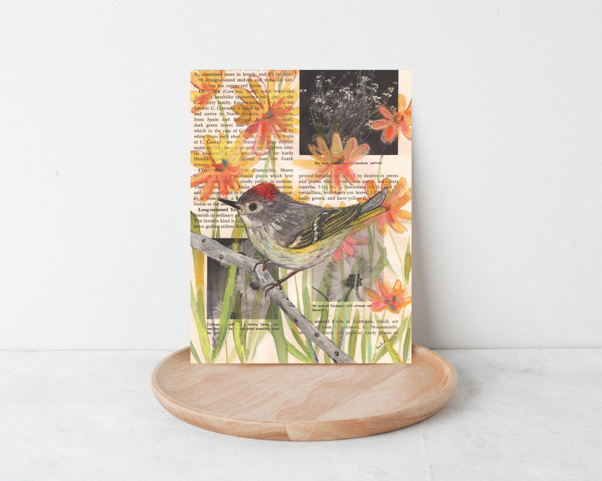 Wild Bird Cards Boxed Set of 9