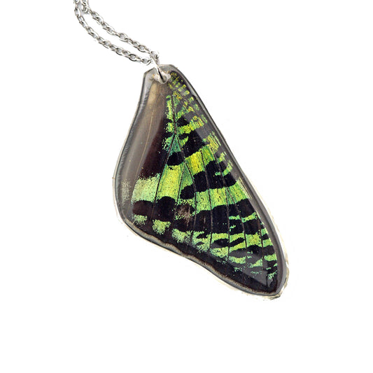 Sunset Moth Forewing Necklace