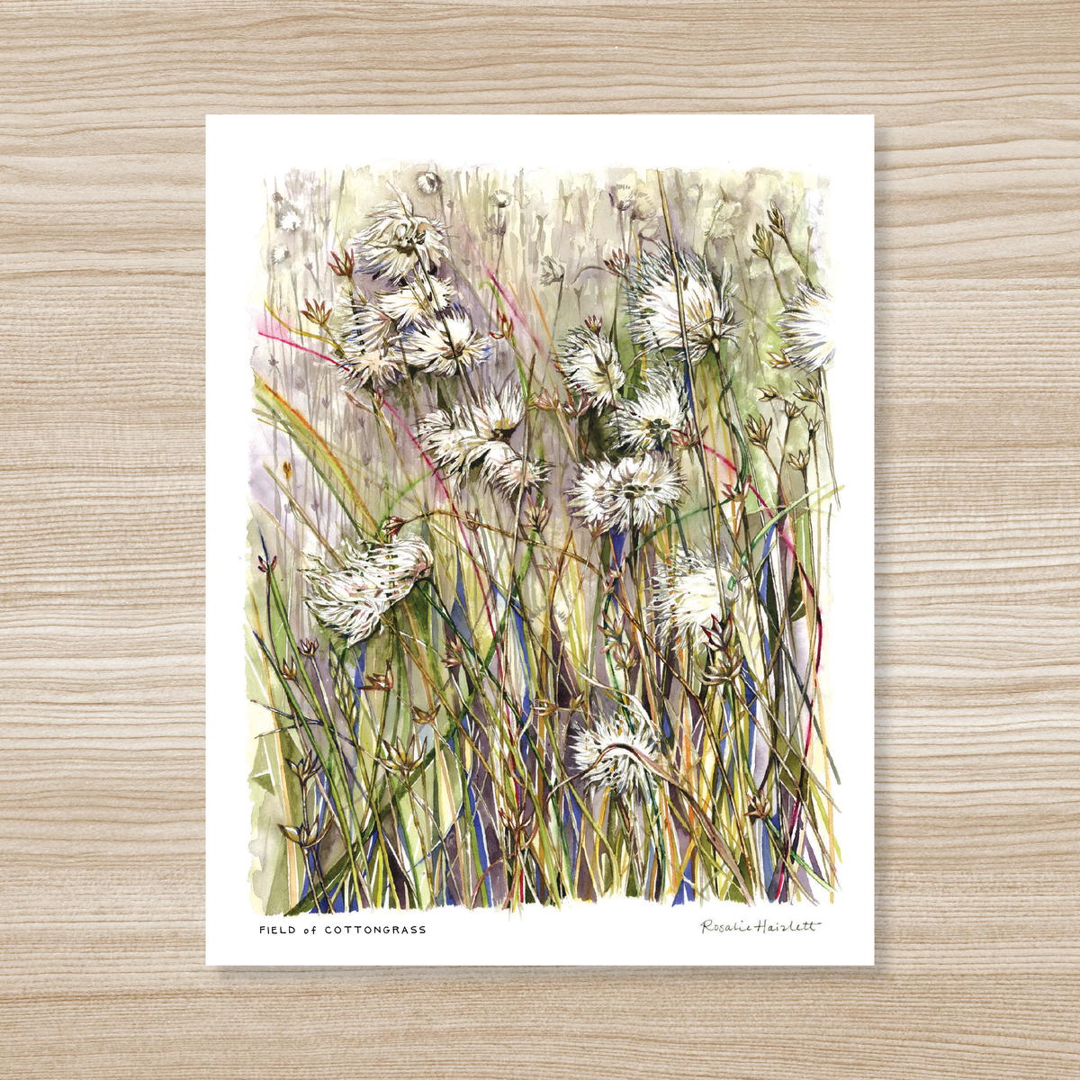 Field of Cottongrass Watercolor Art Print