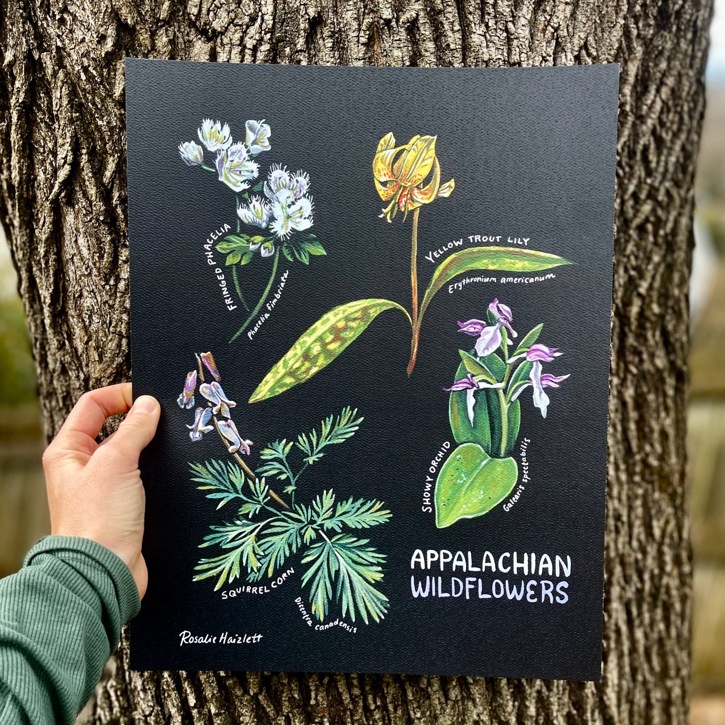 Appalachian Wildflowers Art Print