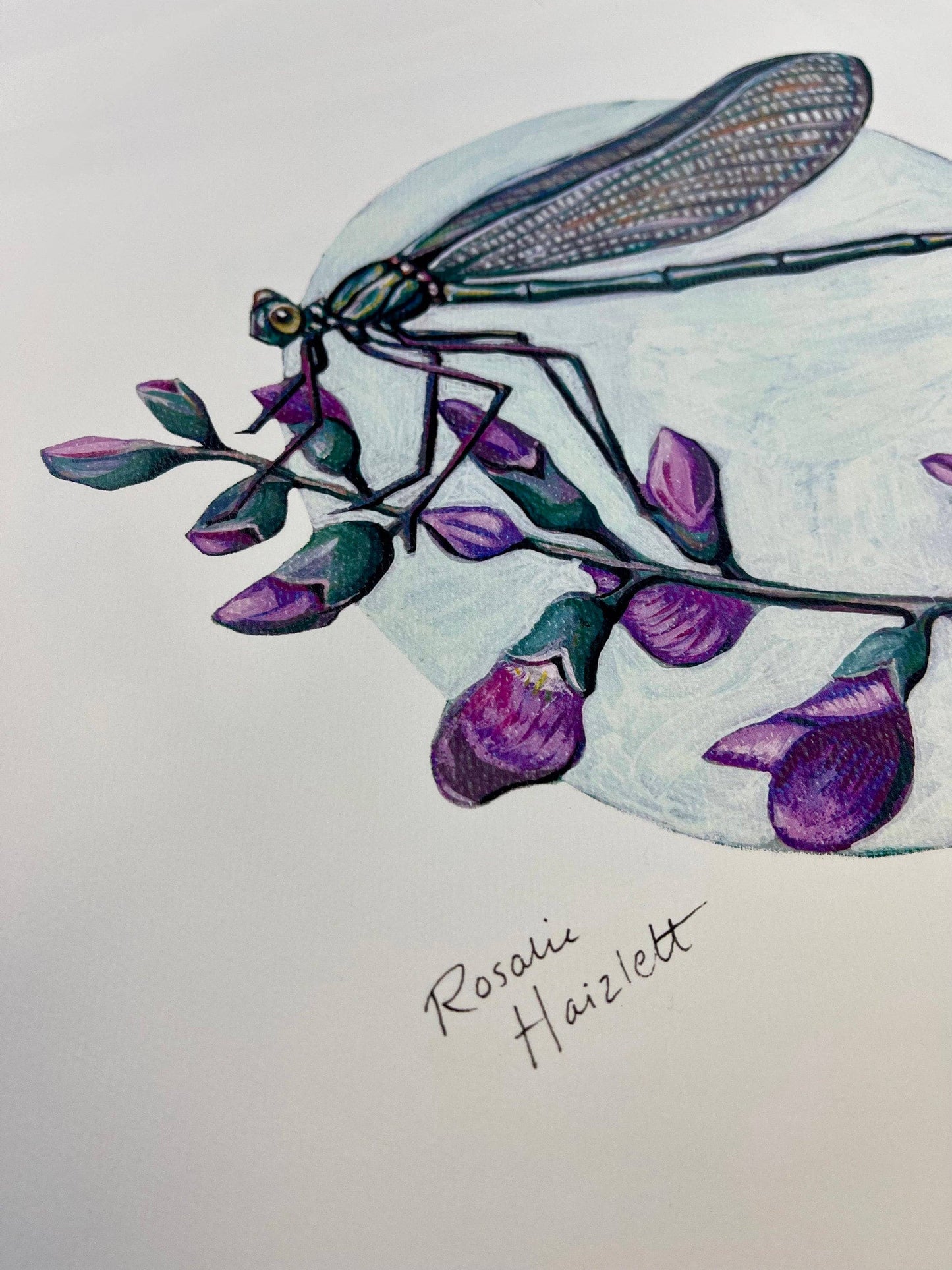 Jewelwing Damselfly - Fine Art Print
