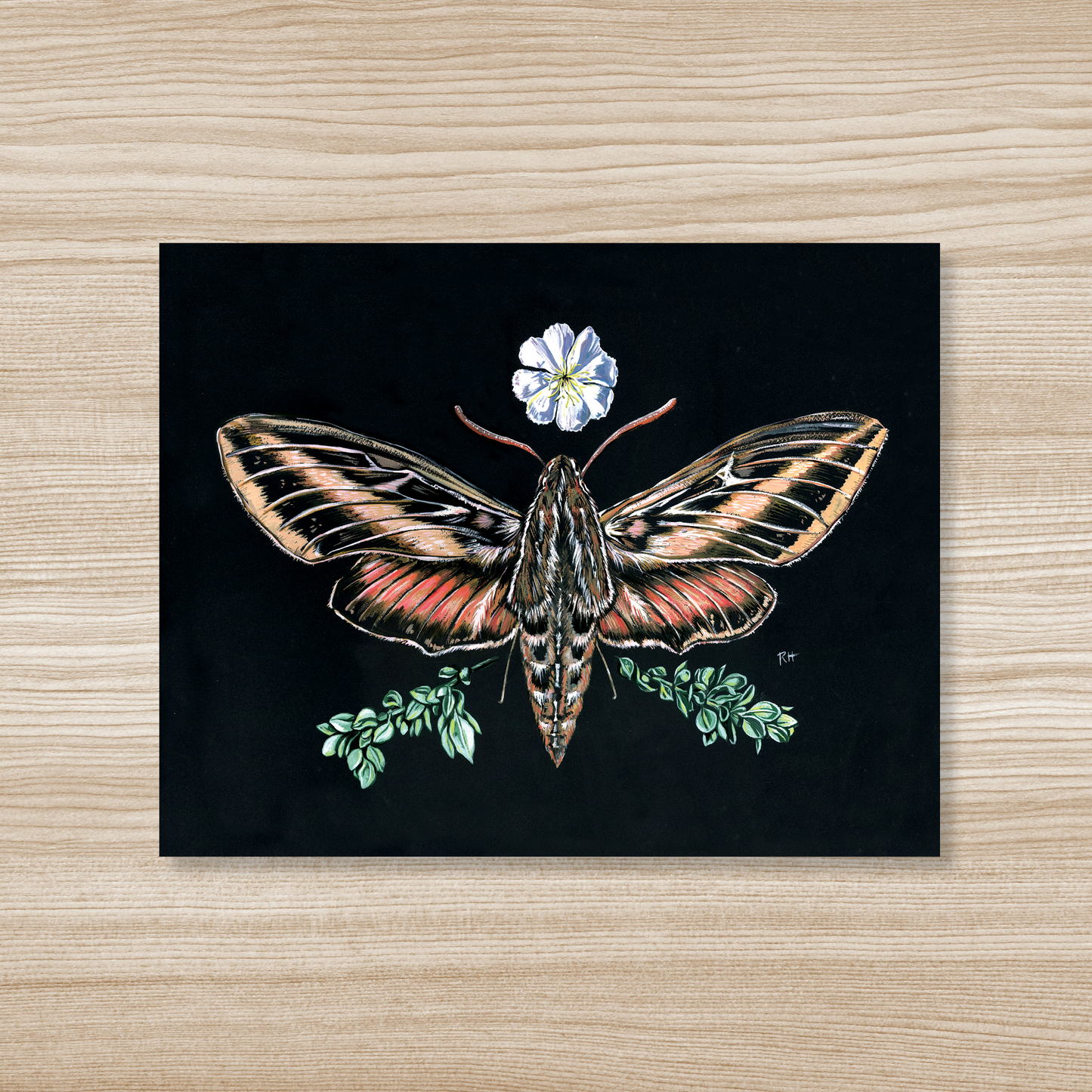 Sphinx Moth & Primrose - Fine Art Print