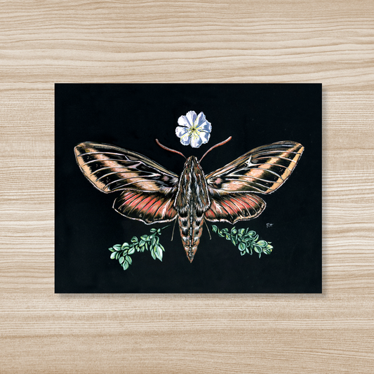 Sphinx Moth & Primrose - Fine Art Print