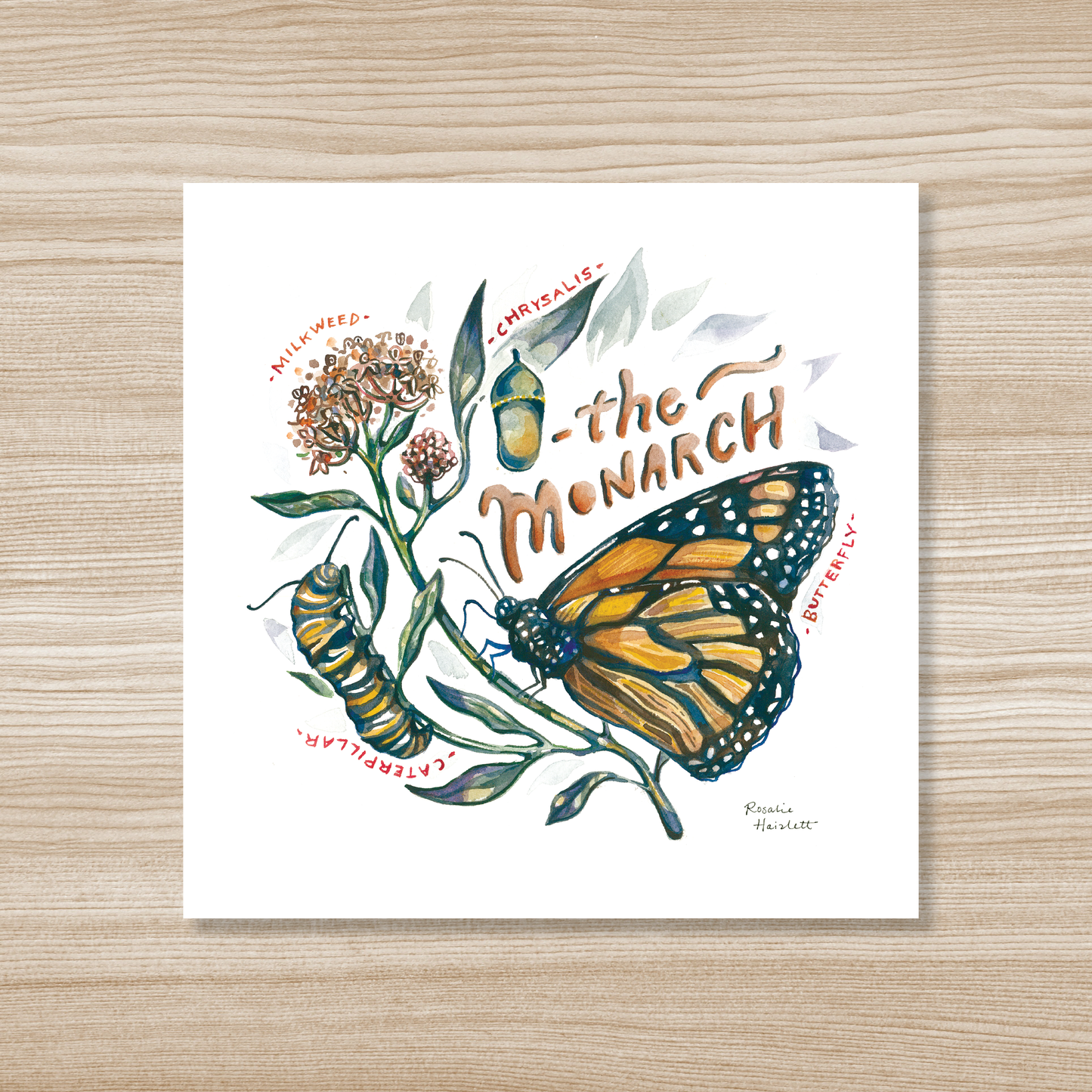 Monarch Butterfly Lifecycle Watercolor Art Print